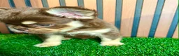 French Bulldog dogs for sale: Snickers - Ad 5