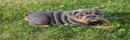 English Bulldog dogs for sale: Shantell - Ad 5