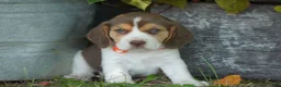 Beagle dogs for sale: Otis - Ad 9