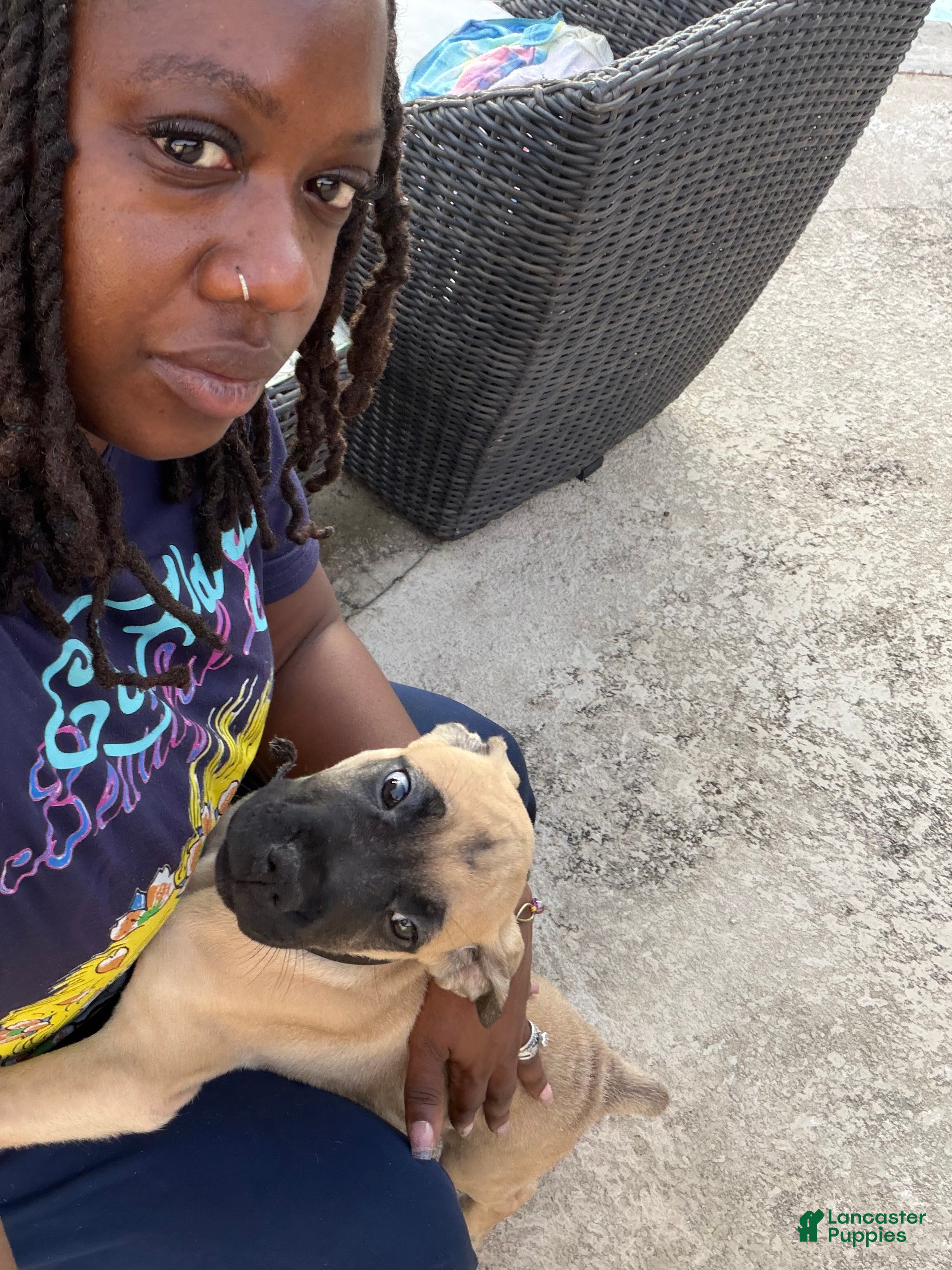 Cane Corso dogs Queen Louise  - Ad 2
