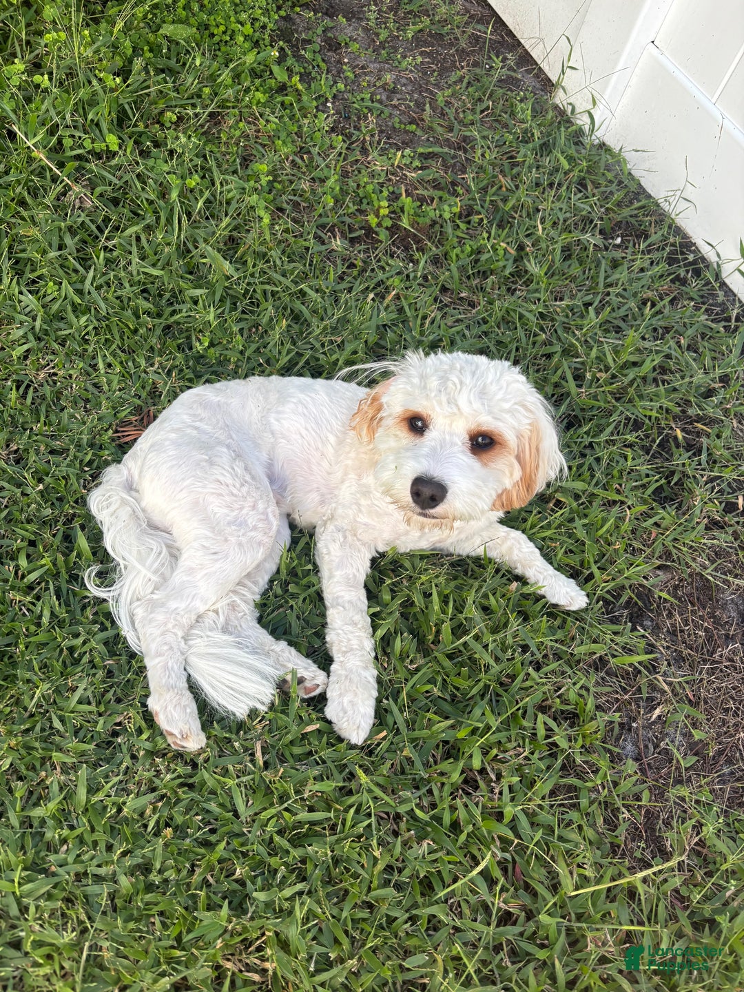 Cavapoo dogs for sale: Cavapoo Puppy 1 - Ad 4