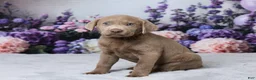 Labrador Retriever dogs for sale: Ann - Ad 4
