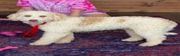 Mini Goldendoodle dogs for sale: Spirit - Ad 1