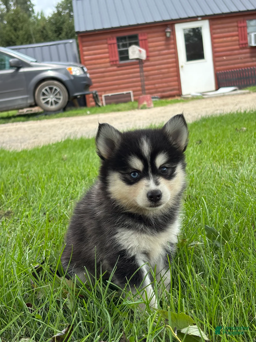 Pomsky dogs for sale: Dolly - Ad 3