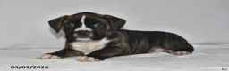 Boxer dogs for sale: Sofie - Ad 2