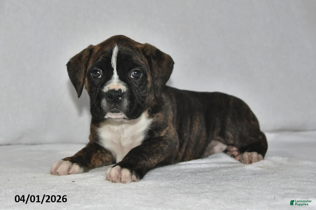 Boxer dogs for sale: Sofie - Ad 2