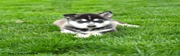 Gerberian Shepsky dogs for sale: Ranger - Ad 4
