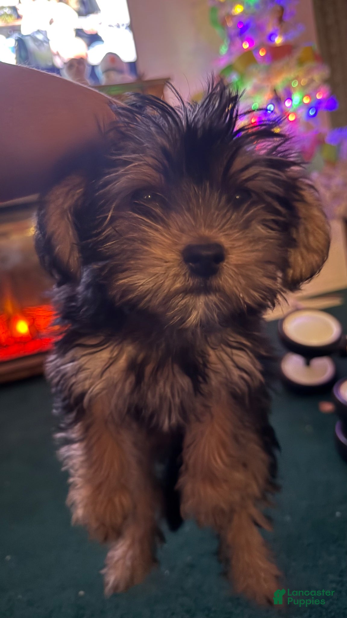 Yorkiepoo dogs Yorkiepoo Puppy 2 - Ad 3