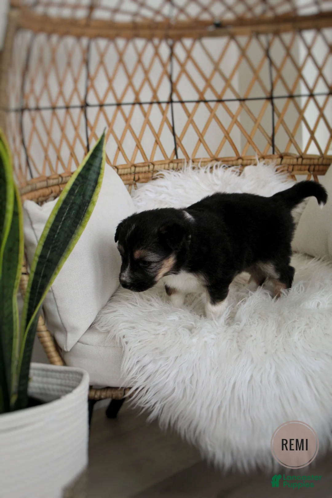 Mixed Breed dogs for sale: Remi - Ad 4