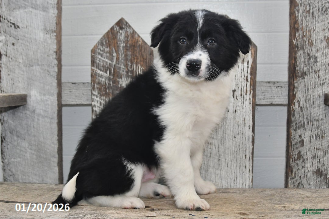 Border Collie dogs for sale: Sarge - Ad 2