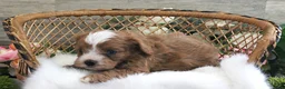 Cavapoo dogs for sale: Autumn's #5 Male - Ad 10