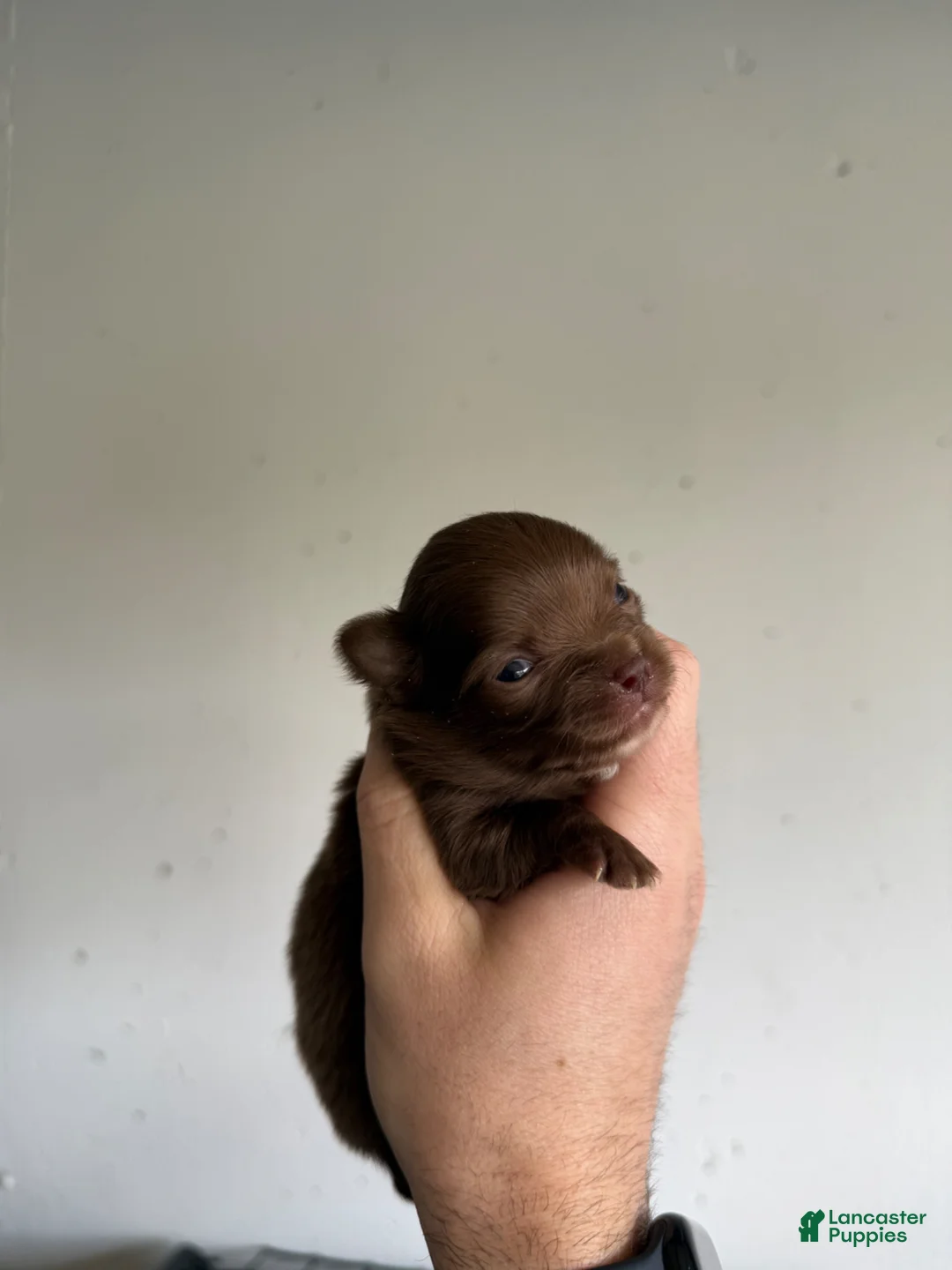 Chihuahua dogs for sale: Hank LH  - Ad 1