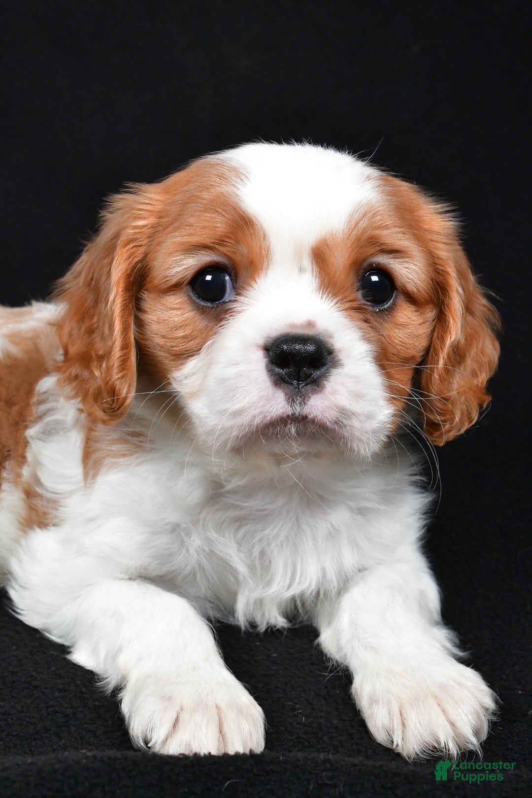 Cavalier King Charles Spaniel dogs for sale: Patrick - Ad 8