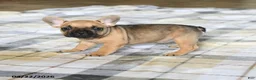 French Bulldog dogs for sale: Cutie - Ad 1
