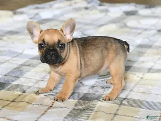 French Bulldog dogs for sale: Cutie - Ad 1