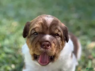 Mini Hippo dogs Mini Hippo - Avena - Ad 1