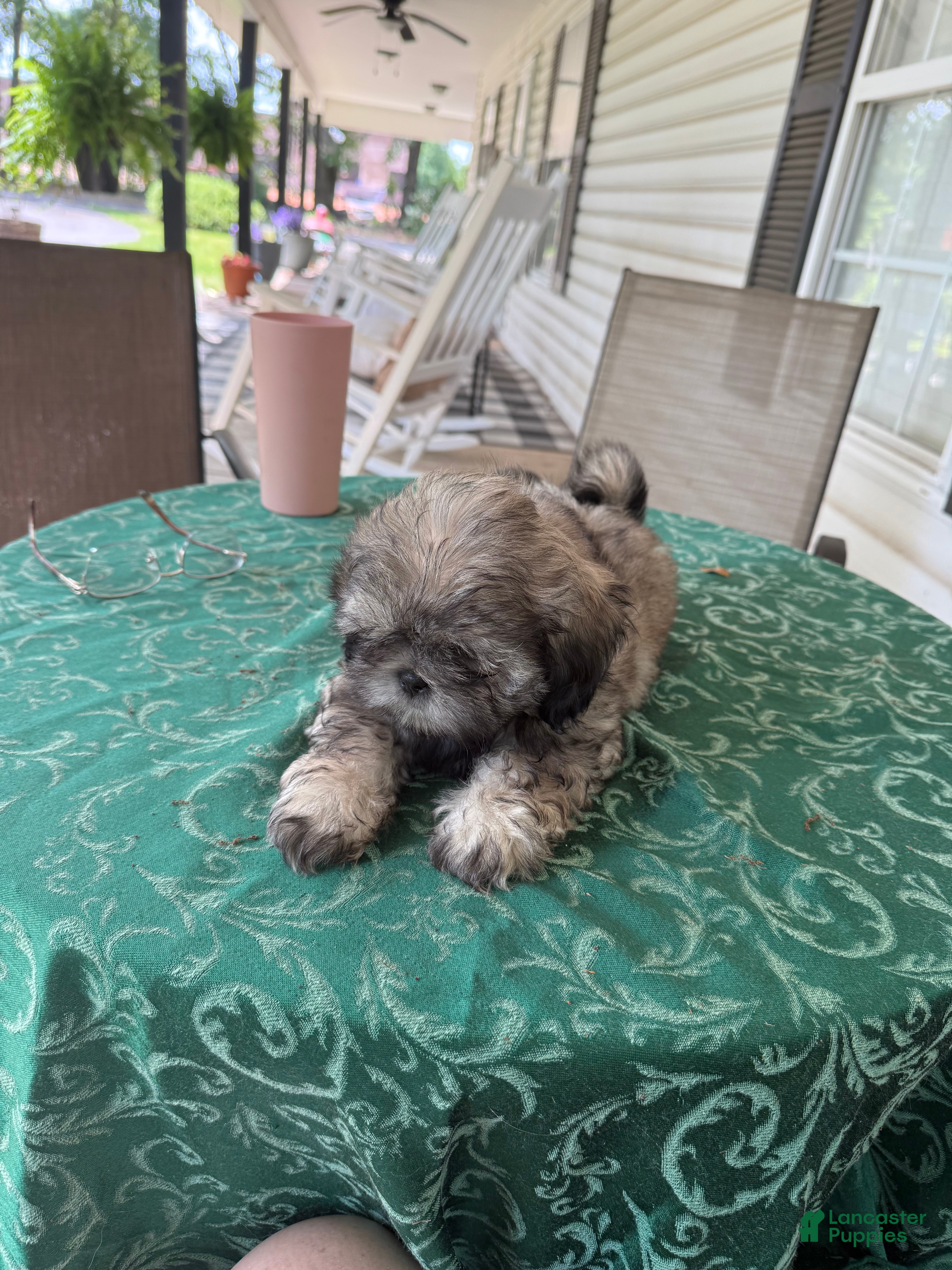 Shih Tzu dogs Shih Tzu Puppy 1 - Ad 2