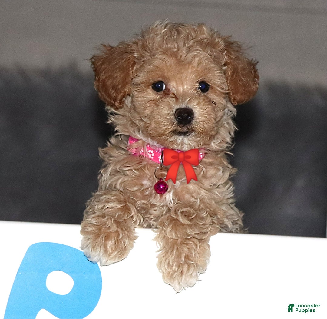 Havapoo dogs for sale: Annabelle Toy/M.👨‍👨‍👦‍👦💞🐕 - Ad 26