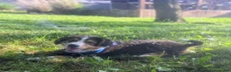 Mixed Breed dogs for sale: ♥️SWEET MOLLIE MAE♥️ - Ad 40