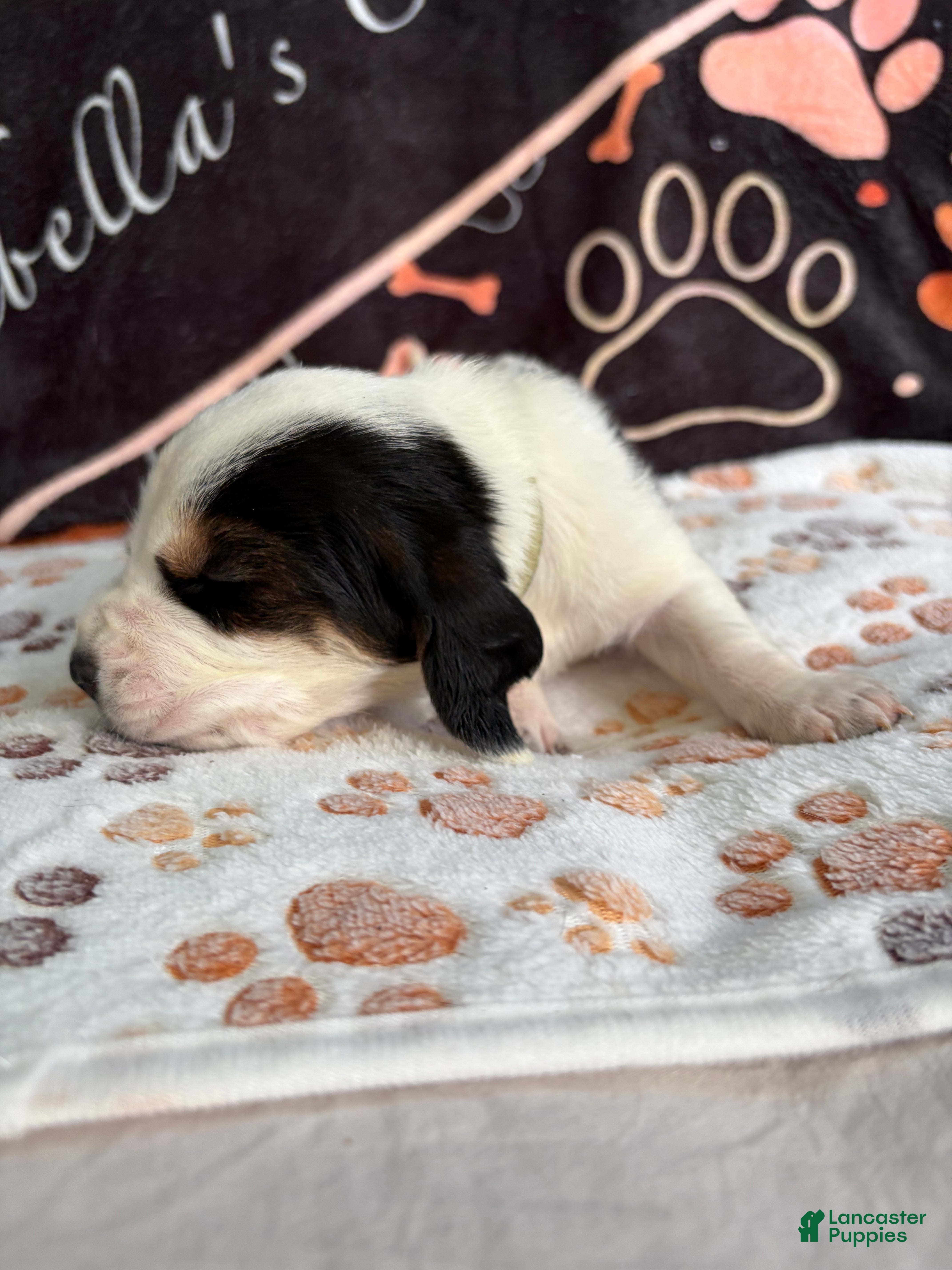 Basset Hound dogs Basset Hound 3 - Ad 33