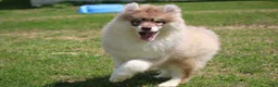 Pomsky dogs for sale: Jodee  - Ad 4