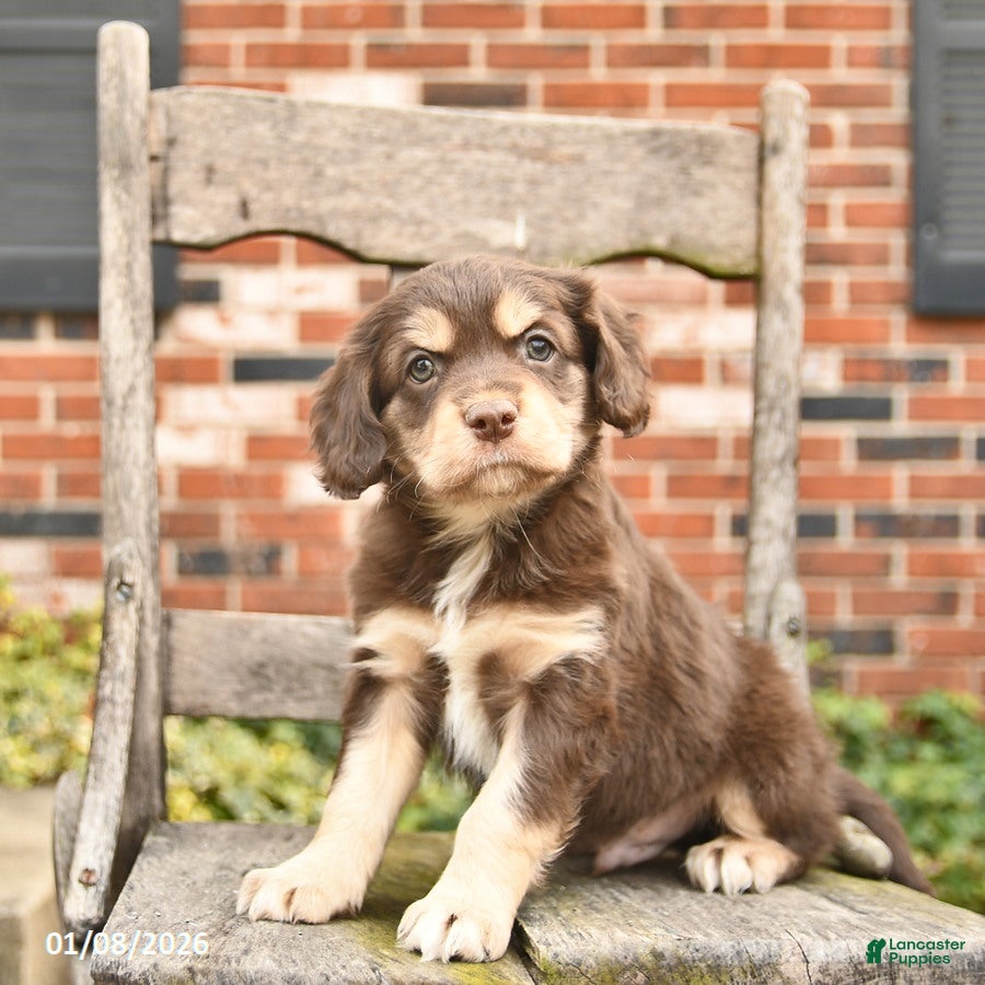 Mixed Breed dogs Hiccup  - Ad 20