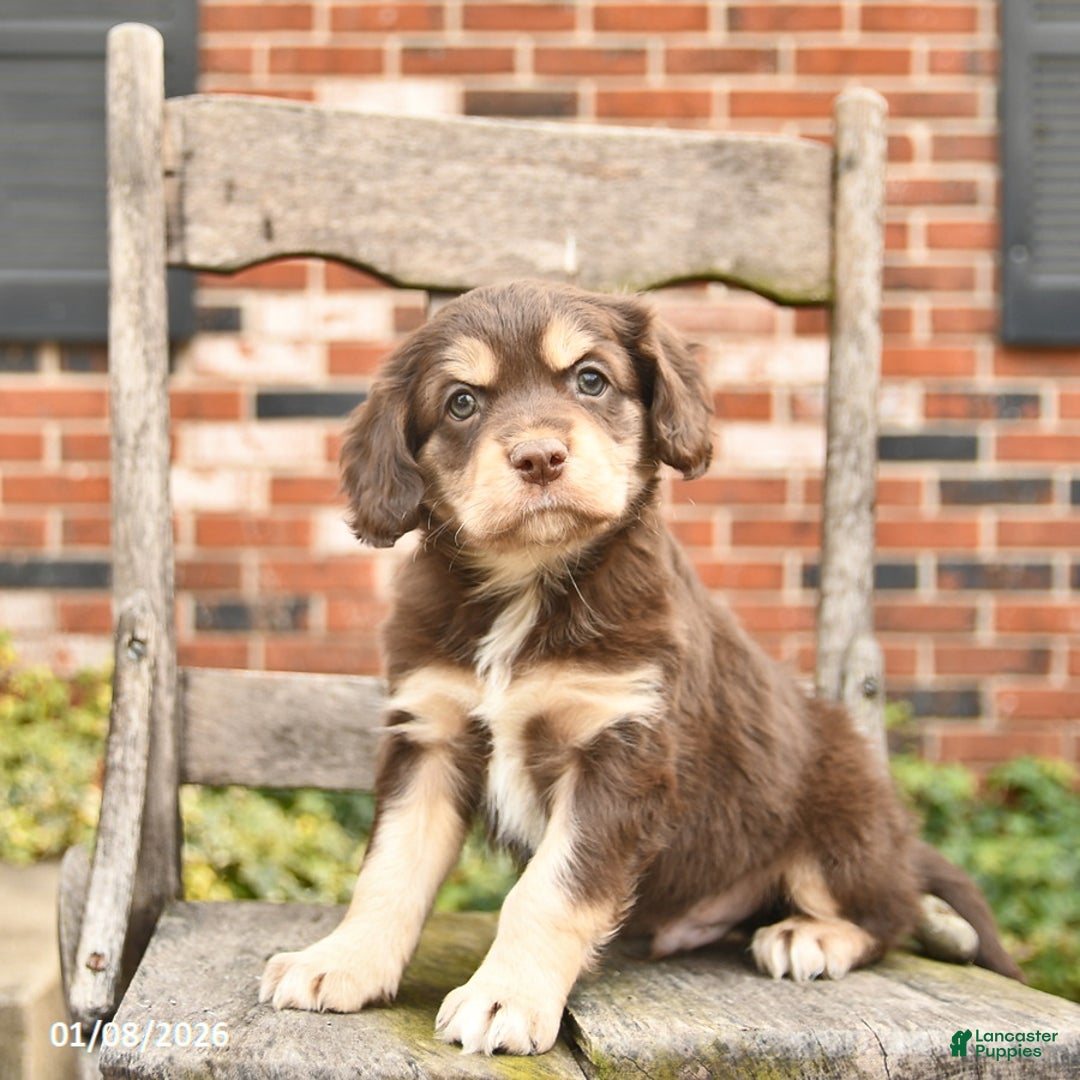 Mixed Breed dogs for sale: Hiccup  - Ad 1