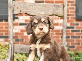 Mixed Breed dogs Hiccup - Ad 22