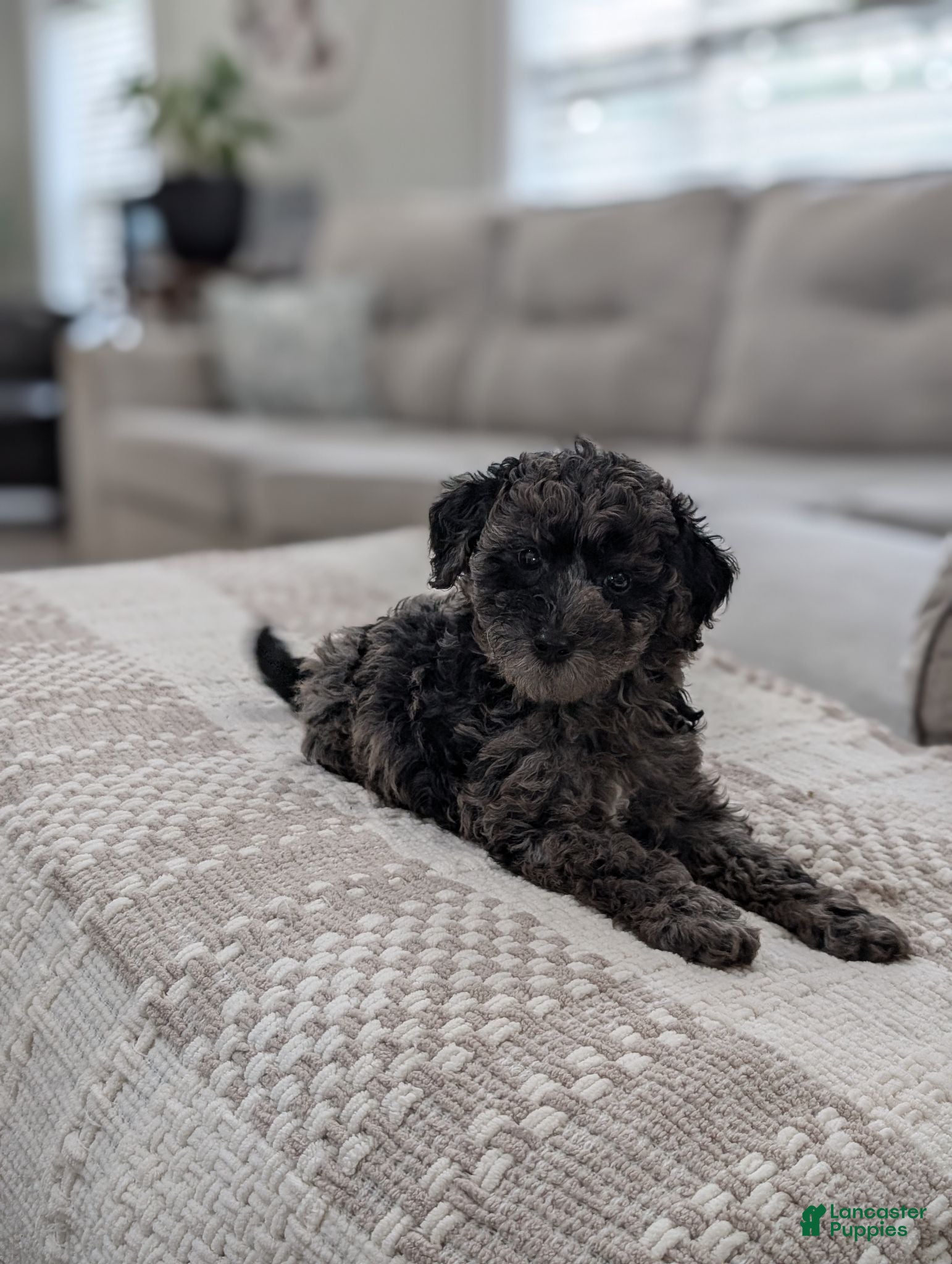 Miniature Poodle dogs Mcallister  - Ad 1