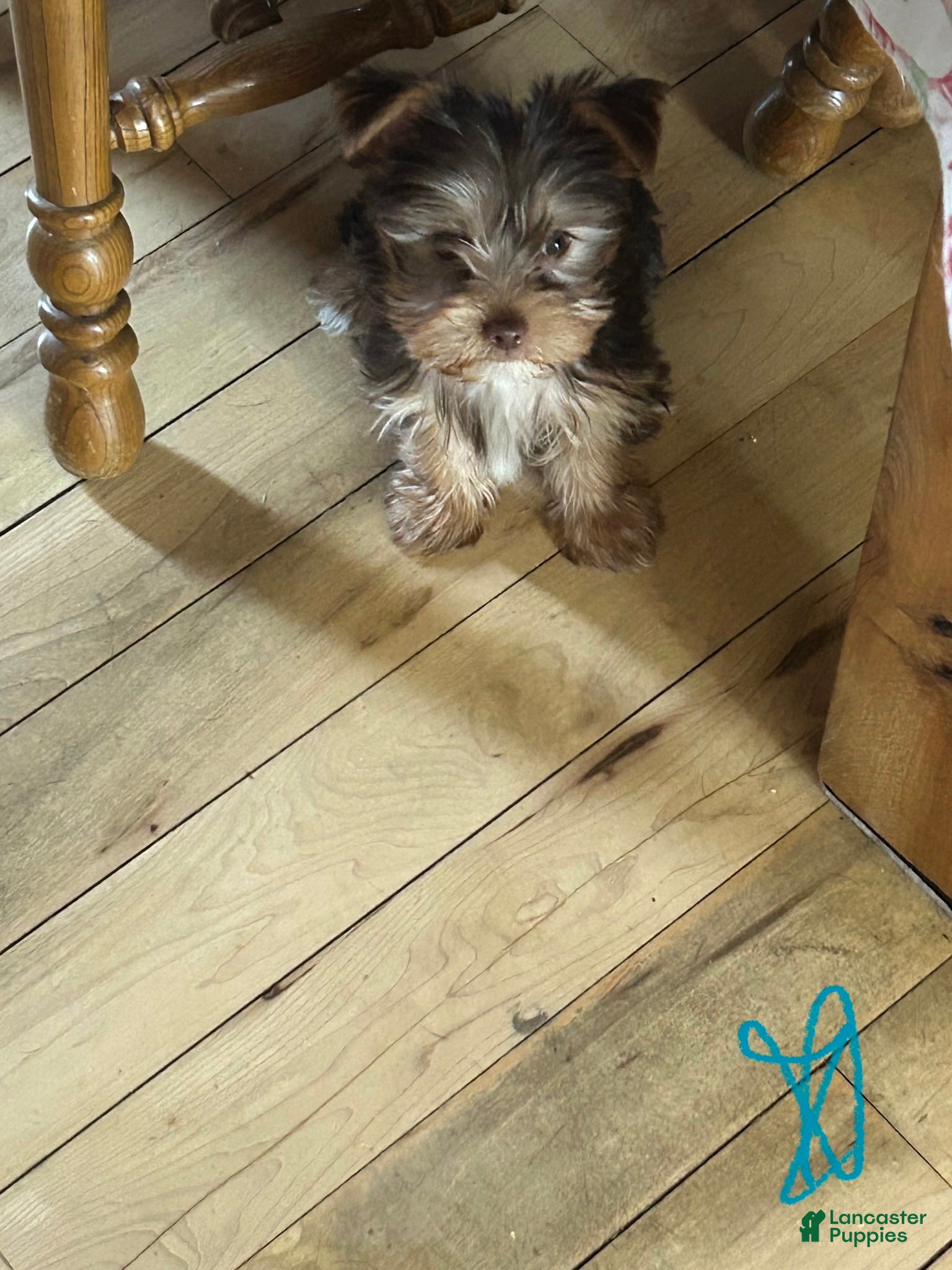 Yorkshire Terrier dogs Blaze  - Ad 30