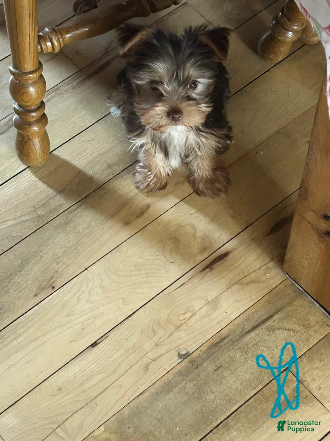 Yorkshire Terrier dogs for sale: Blaze  - Ad 1