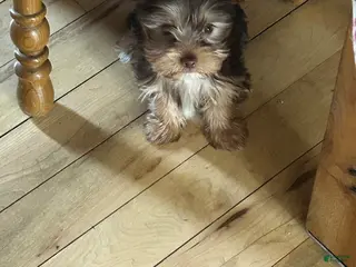 Yorkshire Terrier dogs Blaze - Ad 30