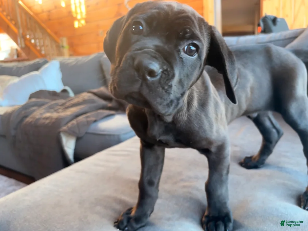 Cane Corso dogs for sale: Green boy - Ad 1