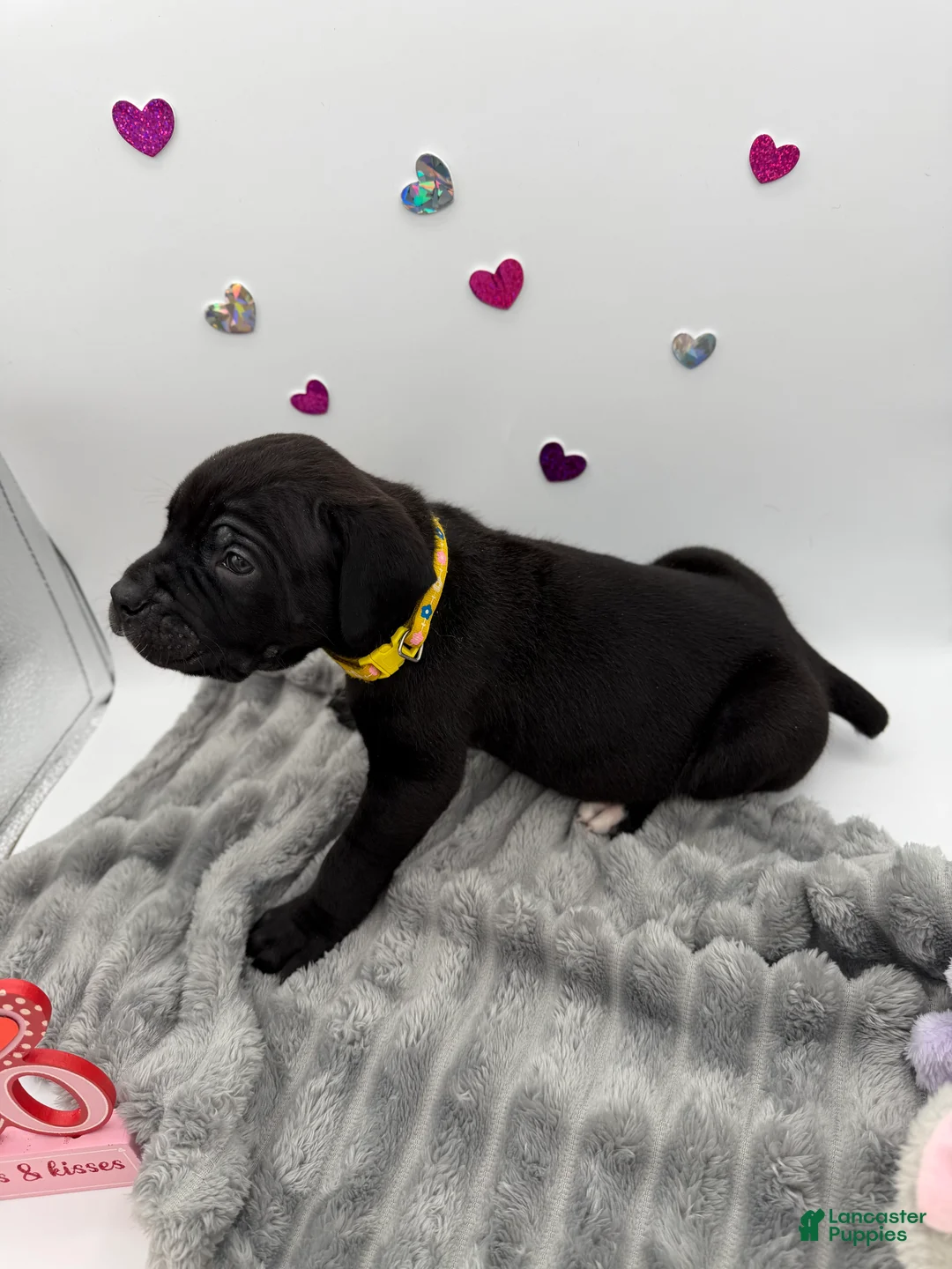 Cane Corso dogs for sale: Cane Corso Puppy 1 - Ad 3
