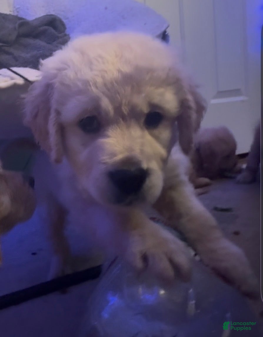 Golden Retriever dogs Bella - Ad 6