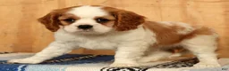 Cavalier King Charles Spaniel dogs for sale: Perry - Ad 5