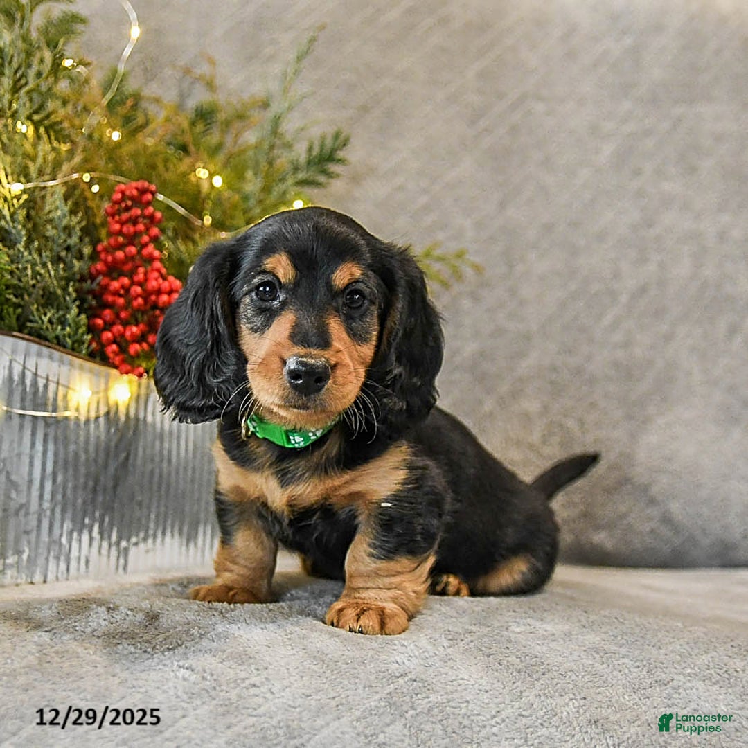 Dachshund dogs for sale: Tucker - Ad 3