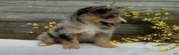Pomsky dogs for sale: Stella - Ad 3