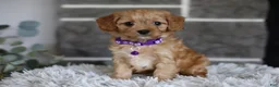 Cavapoo dogs for sale: Rosie - Ad 7