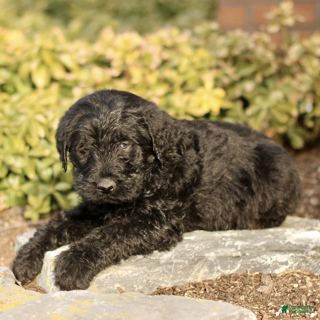 Labradoodle dogs for sale: Maverick  - Ad 3
