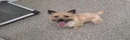 Cairn Terrier dogs for sale: Julie - Ad 17