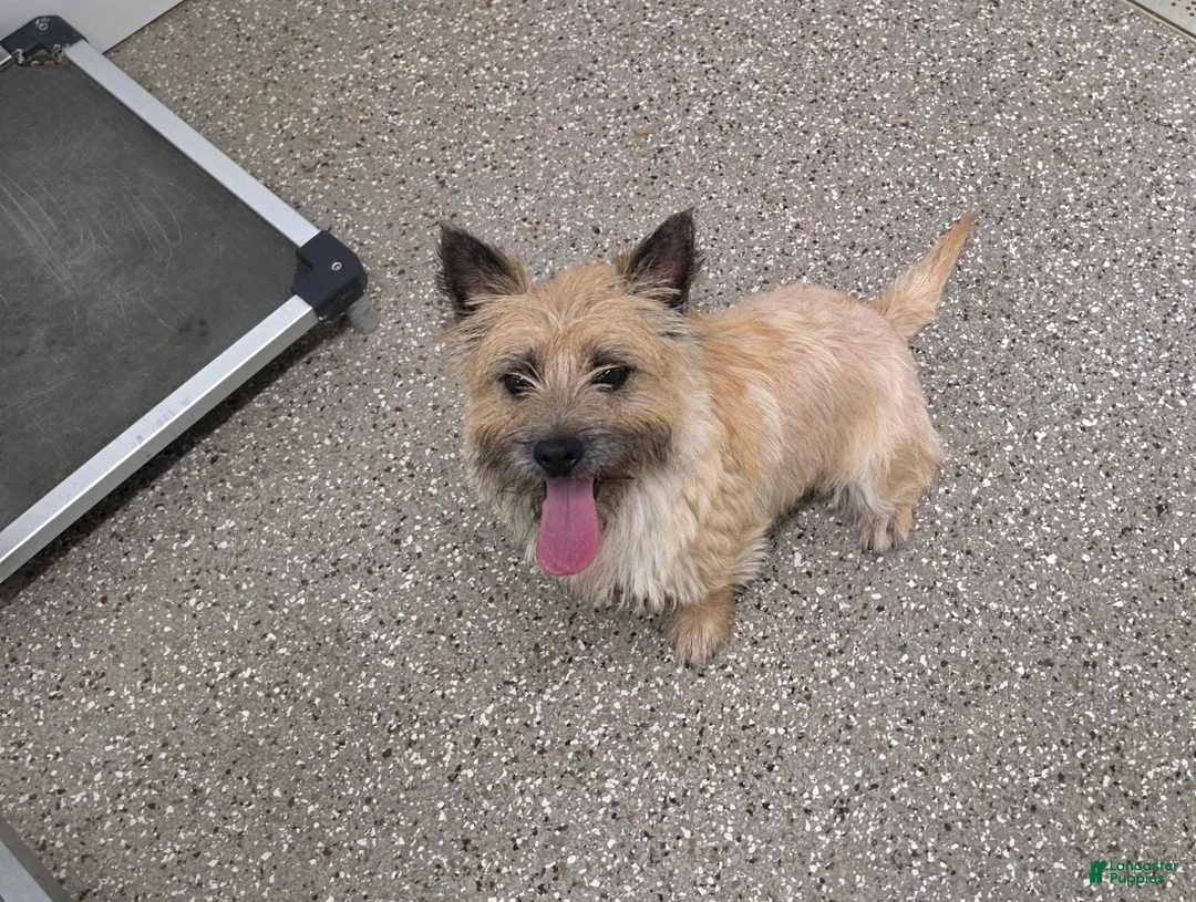 Cairn Terrier dogs for sale: Julie - Ad 17