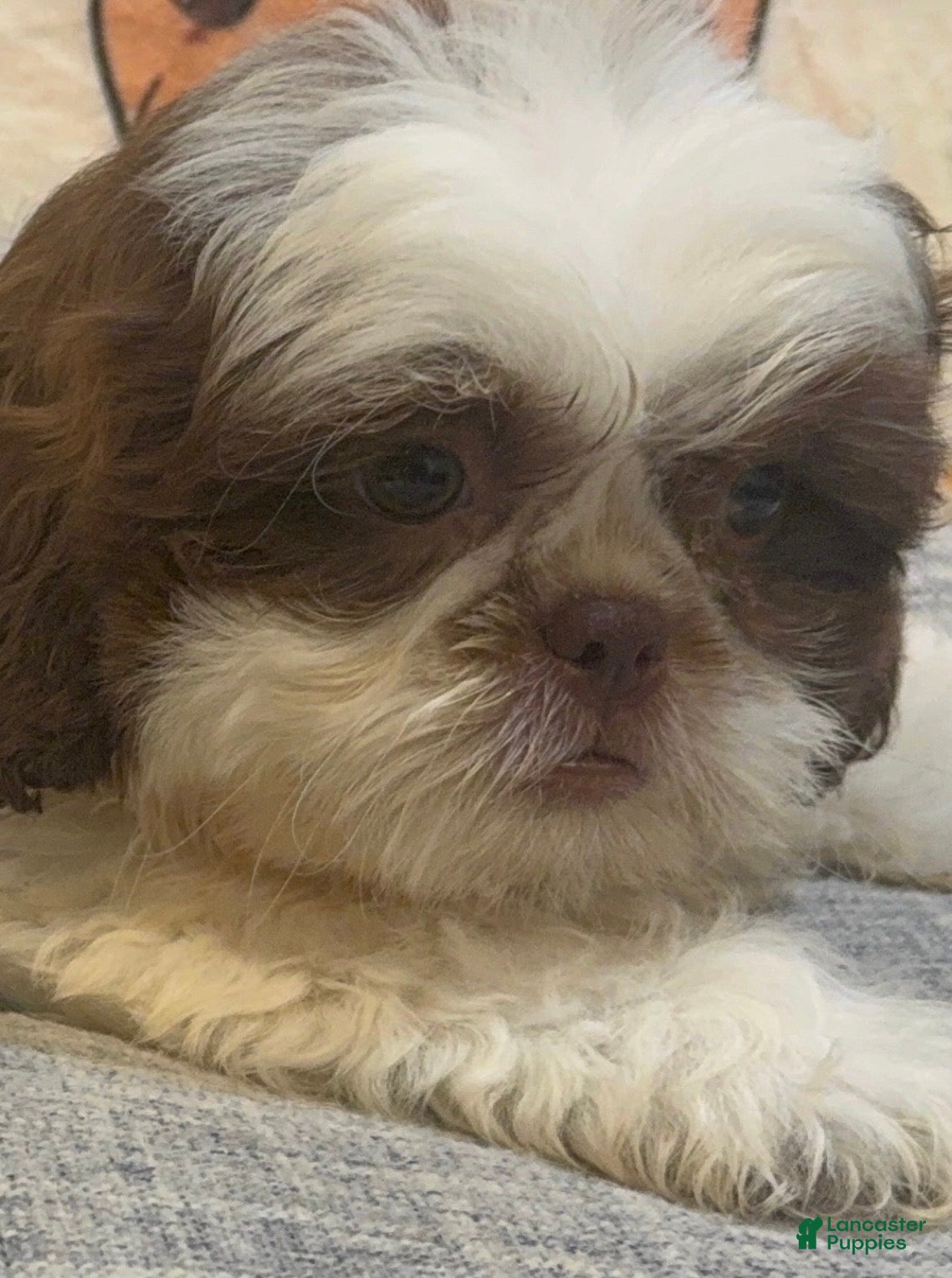 Shih Tzu dogs Lucy - Ad 1