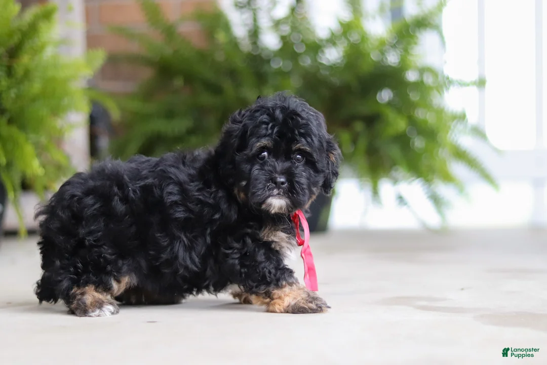 Shihpoo dogs for sale: Biscuit  - Ad 2