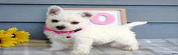 West Highland Terrier dogs for sale: Brianna - Ad 3