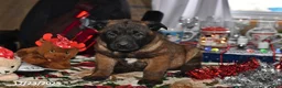 Belgian Malinois dogs for sale: Lucky - Ad 10