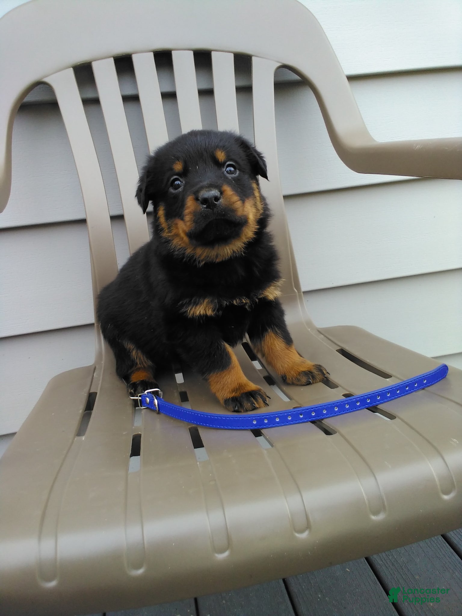 Rottweiler dogs Rottweiler Puppy 1 - Ad 2