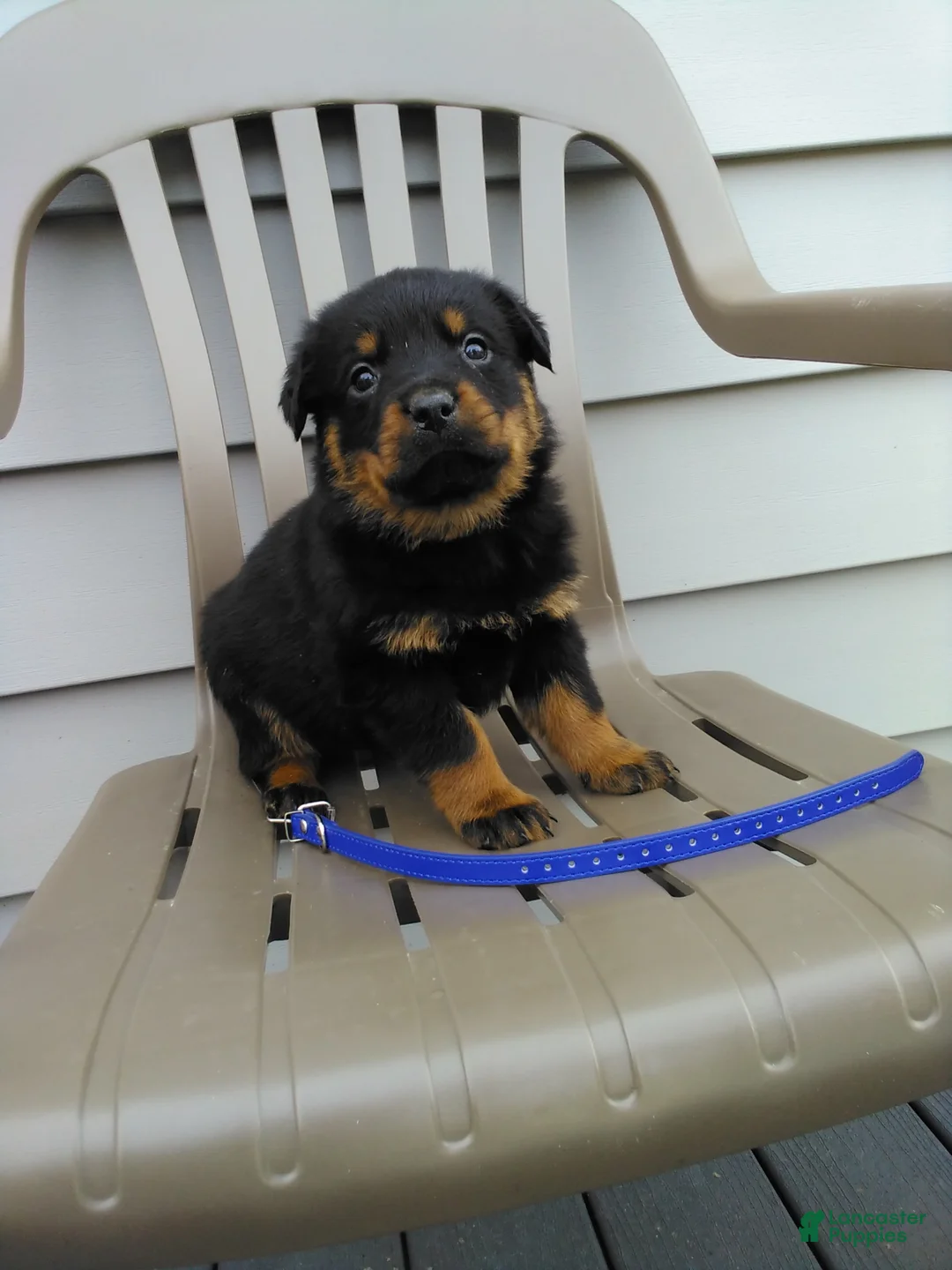 Rottweiler dogs for sale: Rottweiler Puppy 1 - Ad 2