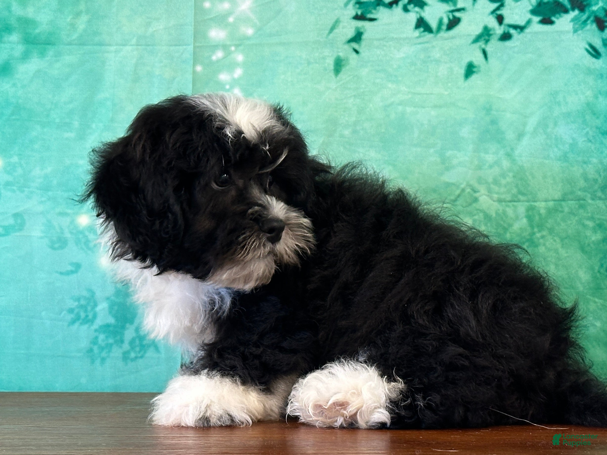 Teddy Bear dogs Panda - Ad 2