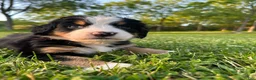 Bernese Mountain Dog dogs for sale: Berner bunch - Ad 16